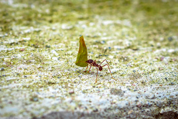 istock Garden ants working together, Mindo Ecuador 1499802373