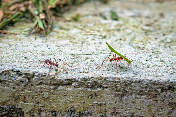 istock Garden ants working together, Mindo Ecuador 1499802379