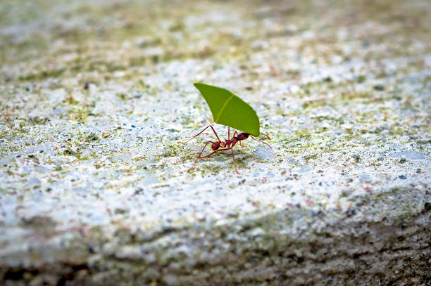 istock Garden ants working together, Mindo Ecuador 1499802385