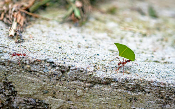 istock Garden ants working together, Mindo Ecuador 1499802394