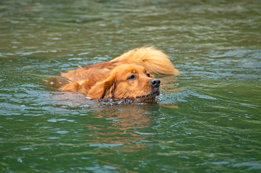 A golden retriever dog swimming in a river looking for its wooden stick