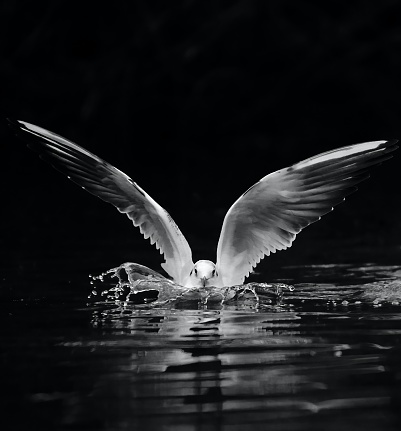 Blackheaded Gull landing on water and making a splash - Black and White edit