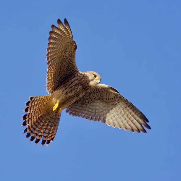 istock Female Kestrel hovering over Mitcham Common,  London UK 1499803134