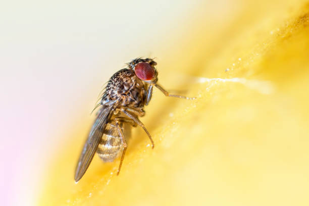istock Small fruit fly, Drosophila Repleta 1499803279