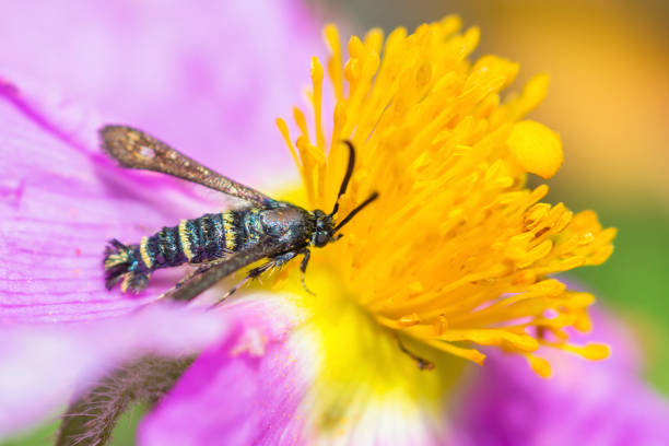 istock Clearwing moth, Sazonia Fenusaeformis, on Hoary Rock-Rose flower 1499803337