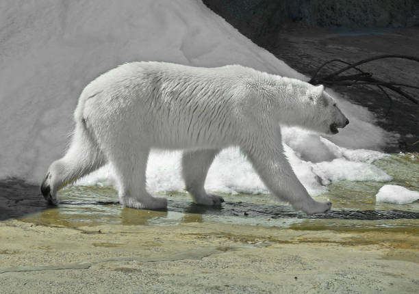 istock Young polar bear (Ursus maritimus) against background of snow 1499803357