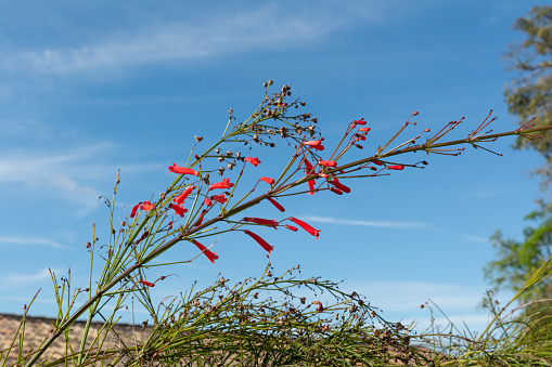Red wildflower. penstemon centrifolius. Botany. Environment. against blue sky