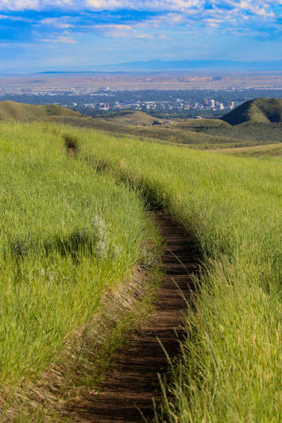 пешеходная тропа в предгорьях бойсе, штат айдахо - idaho boise summer flower стоковые фото и изображения