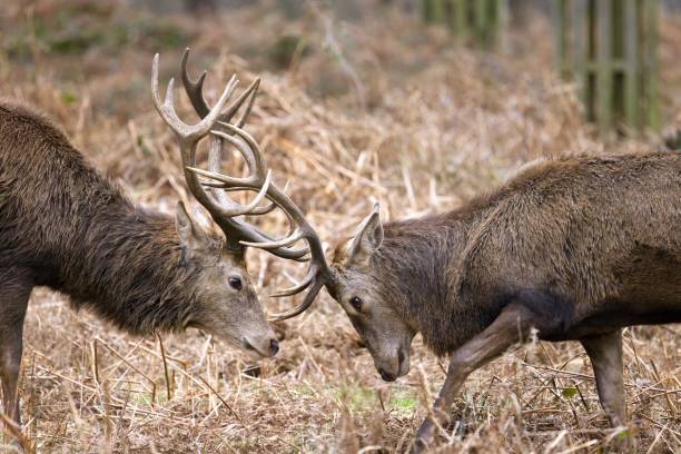 istock Red Deer Stags Locking Horns in mock battles 1499804668
