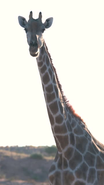 Tilt up giraffe's long legs to neck and head