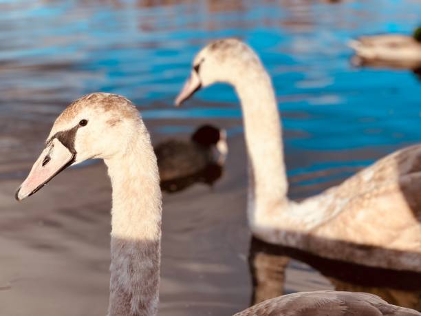 istock Close up of a cygnet swan 1499805167