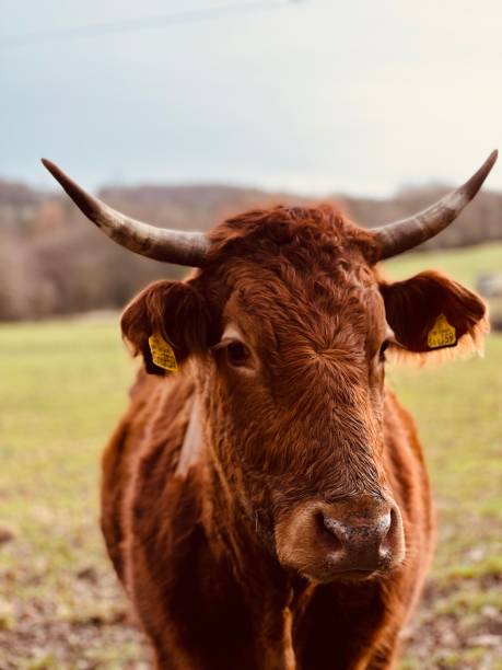 istock Highland cow in a field 1499806160