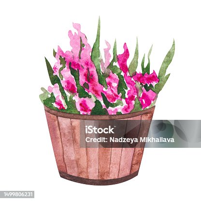 istock Watercolor illustration of a pot with flowers and green leaves. Wooden flowerpot with a flowering bush. Isolated clipart for cards, illustrations, templates, stickers 1499806231