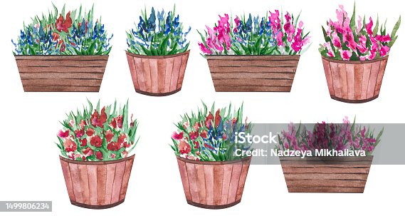 istock Watercolor illustration of a pot with flowers and green leaves. Wooden flowerpot with a flowering bush. Isolated clipart for cards, illustrations, templates, stickers 1499806234