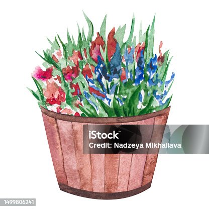 istock Watercolor illustration of a pot with flowers and green leaves. Wooden flowerpot with a flowering bush. Isolated clipart for cards, illustrations, templates, stickers 1499806241