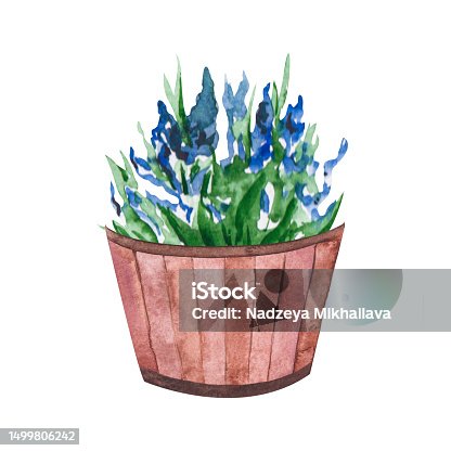 istock Watercolor illustration of a pot with flowers and green leaves. Wooden flowerpot with a flowering bush. Isolated clipart for cards, illustrations, templates, stickers 1499806242