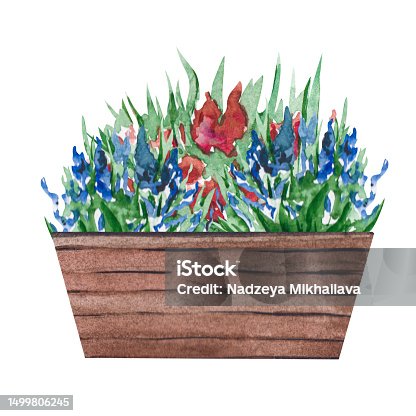 istock Watercolor illustration of a pot with flowers and green leaves. Wooden flowerpot with a flowering bush. Isolated clipart for cards, illustrations, templates, stickers 1499806245