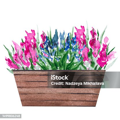 istock Watercolor illustration of a pot with flowers and green leaves. Wooden flowerpot with a flowering bush. Isolated clipart for cards, illustrations, templates, stickers 1499806248