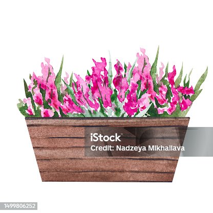 istock Watercolor illustration of a pot with flowers and green leaves. Wooden flowerpot with a flowering bush. Isolated clipart for cards, illustrations, templates, stickers 1499806252