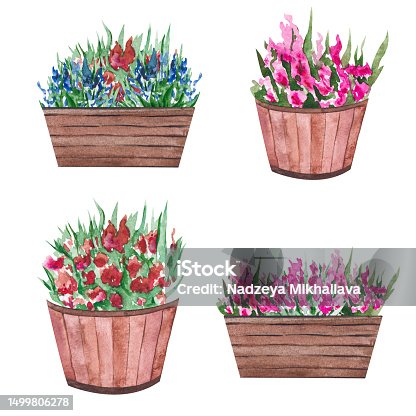 istock Watercolor illustration of a pot with flowers and green leaves. Wooden flowerpot with a flowering bush. Isolated clipart for cards, illustrations, templates, stickers 1499806278