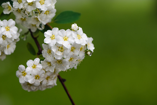 White flowers backgrounds
