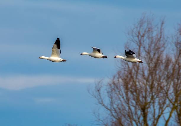 istock Flock of snow geese in flight 1499806839