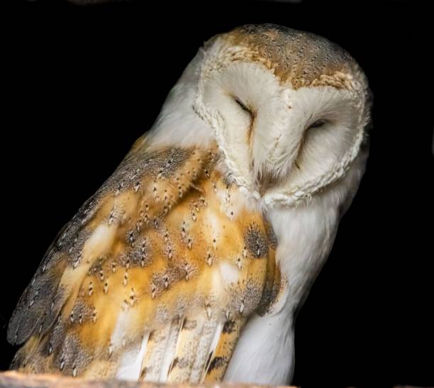 istock Closeup shot of an owl 1499806872