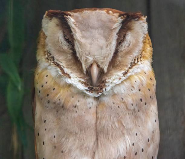 istock Closeup shot of an owl 1499806884