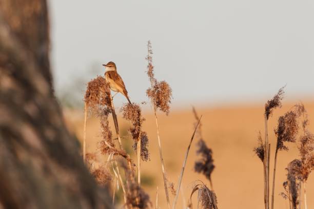 istock Great reed warbler perched on a reed. Acrocephalus arundinaceus. 1499807990