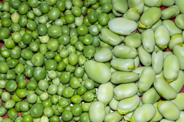istock Shelled green peas and broad beans 1499808353