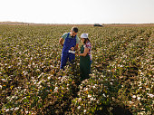 Farmers in cotton field at sunset, aerial view.