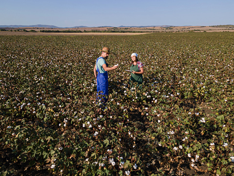 Workers collecting cotton in the cotton field, Adana, Turkey. 26 September 2014.
