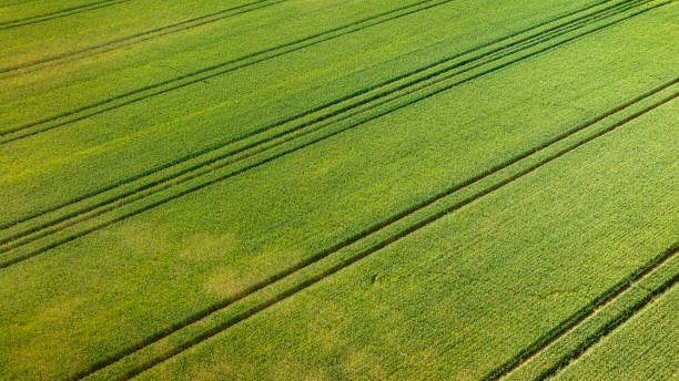 istock Agricultural fields - aerial view 1499808553