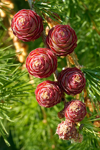 Young ovulate cones of larch tree in spring, beginning of June.