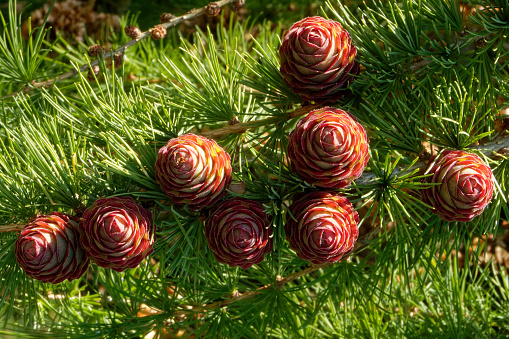 Young ovulate cones of larch tree in spring, beginning of June.