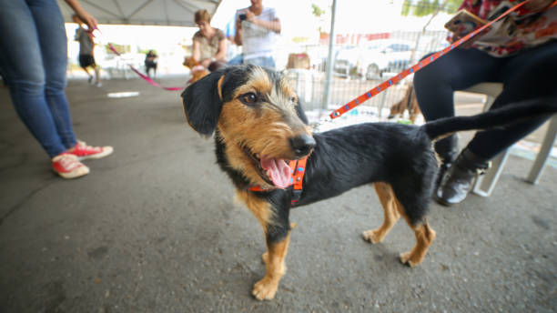 istock dog at pet adoption fair 1499810906