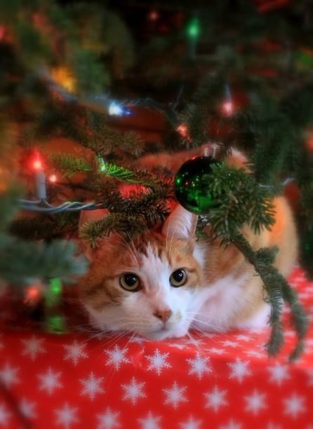 istock Dog and Cat Holiday Fun 1499811211