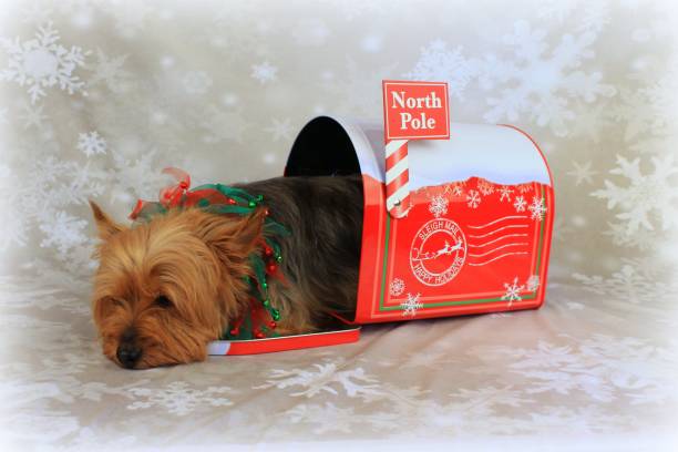istock Yorkie Christmas 1499811599