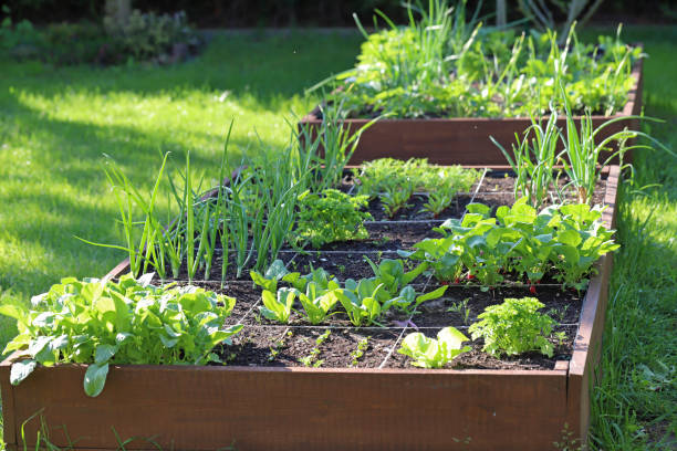 Raised vegetable beds. Growing vegetables in your own garden.