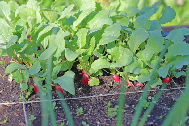 radish grown in beds in the home garden. - agriculture bed botany copy space imagens e fotografias de stock