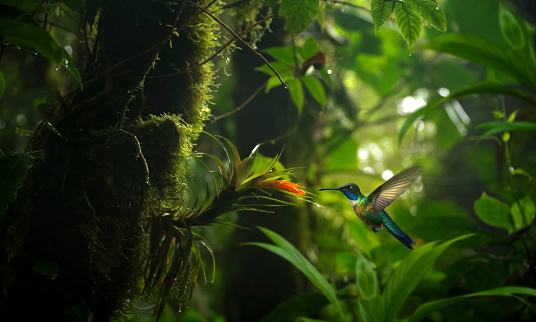 Hummingbird in the rain forest