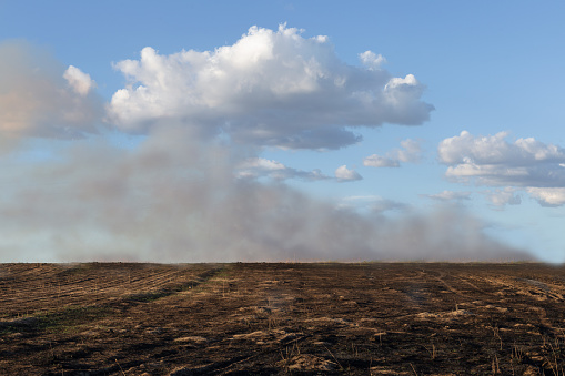 Grain field burned after fire. You can still see smoke at bottom of field.