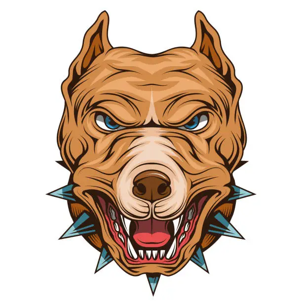 Vector illustration of Pit bull. Vector illustration of a angry pitbull head mascot. Pet animal.