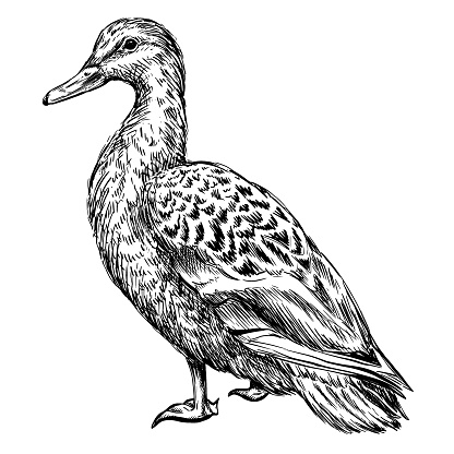 Duck ink vintage sketch, animal illustration, female mallard bird.