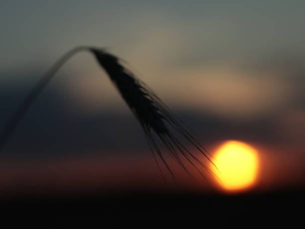 an ear of wheat at sunset