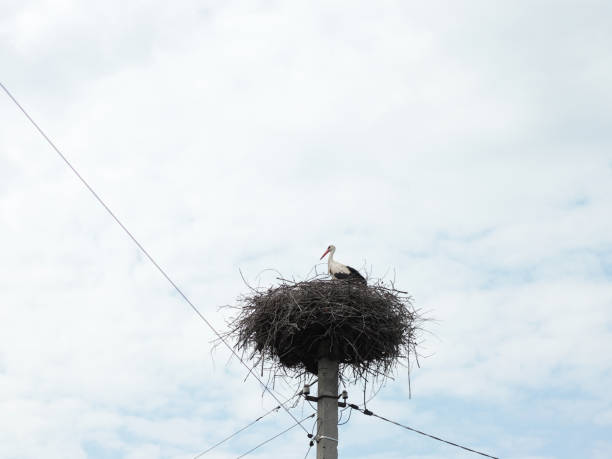 istock stork in a nest on an electric pole 1499814709