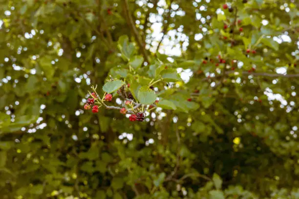 Photo of Frank Merry Park