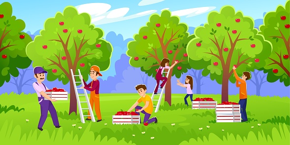 Happy people are picking apples in an orchard on a farm. Men and women with crates and boxes gather a harvest from trees. Landscape view of a fruit season in a garden. Cartoon vector illustration.