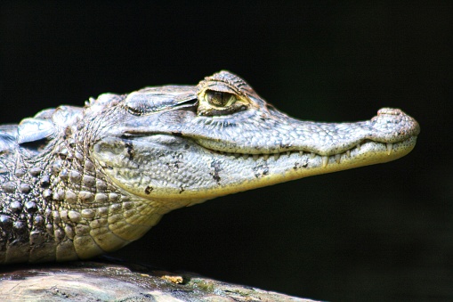 Caiman head closeup  against a black background. Shot from a boat on river in Costa Rica.  A really sharp image with the dark background.