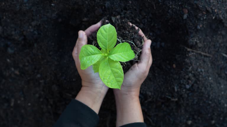 Hands of a businesswoman planting a tree sapling